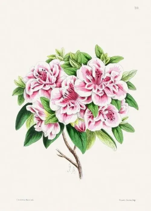 Framed Print : Vintage flower illustration Framed Print : Vintage flower illustration