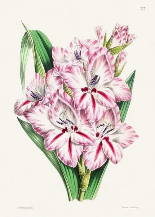 Framed Print : Vintage flower illustration Framed Print : Vintage flower illustration
