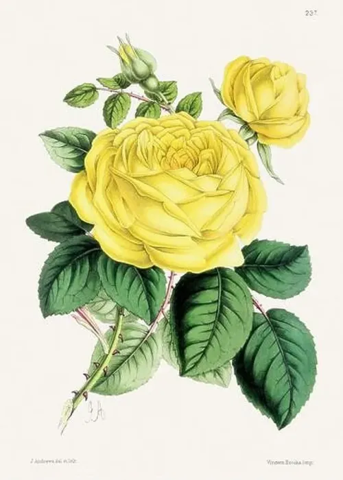 Framed Print : Vintage flower illustration Framed Print : Vintage flower illustration