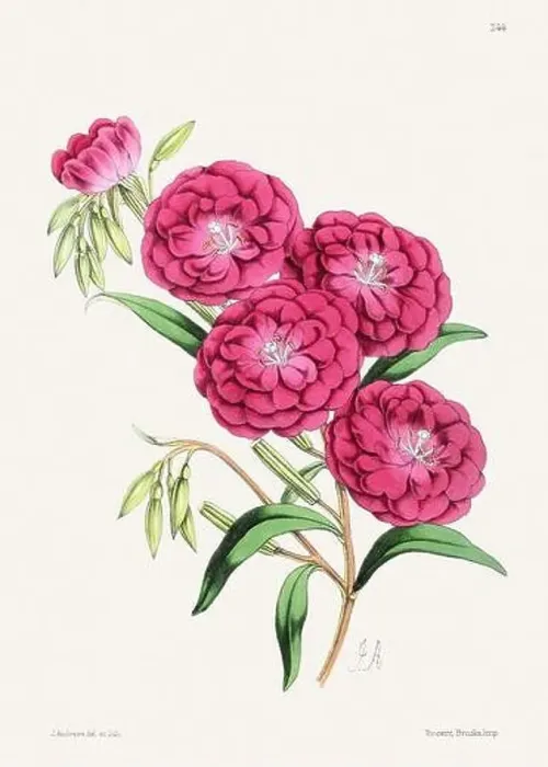 Framed Print : Vintage flower illustration Framed Print : Vintage flower illustration