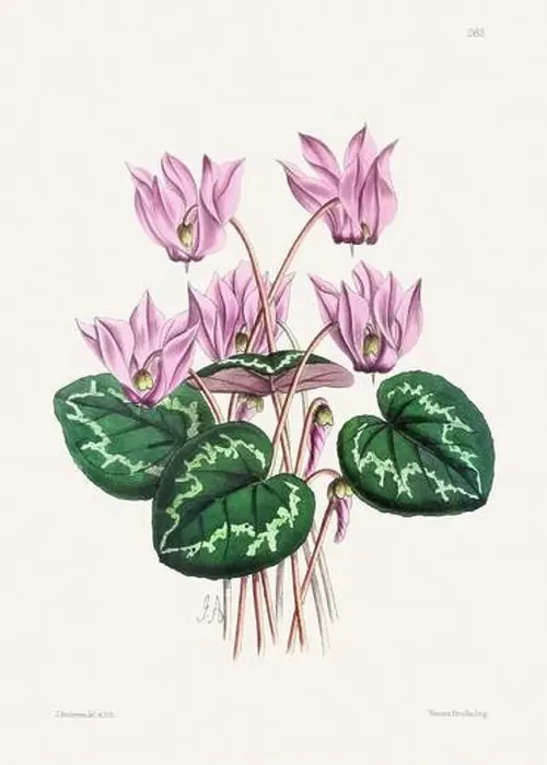 Framed Print : Vintage flower illustration Framed Print : Vintage flower illustration