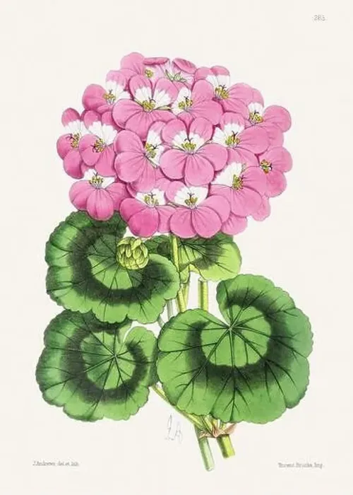 Framed Print : Vintage flower illustration Framed Print : Vintage flower illustration