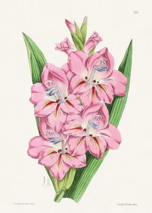 Framed Print : Vintage flower illustration Framed Print : Vintage flower illustration