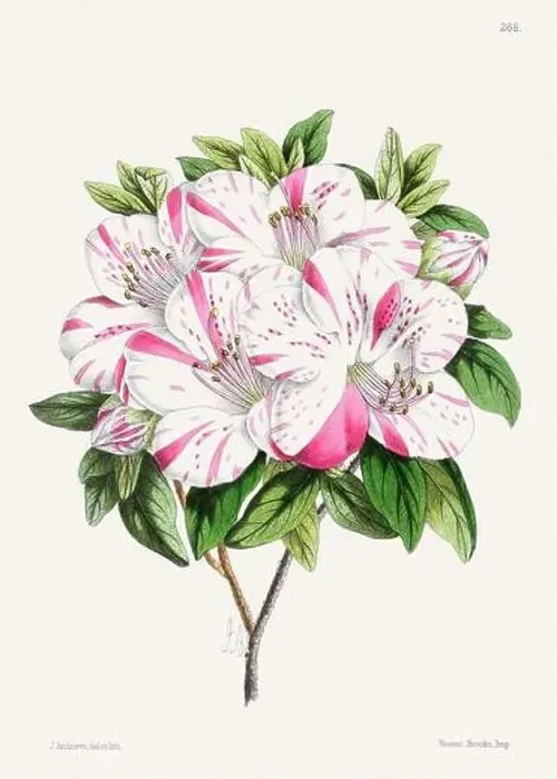 Framed Print : Vintage flower illustration Framed Print : Vintage flower illustration