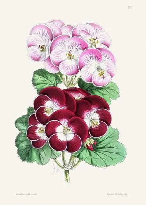 Framed Print : Vintage flower illustration Framed Print : Vintage flower illustration