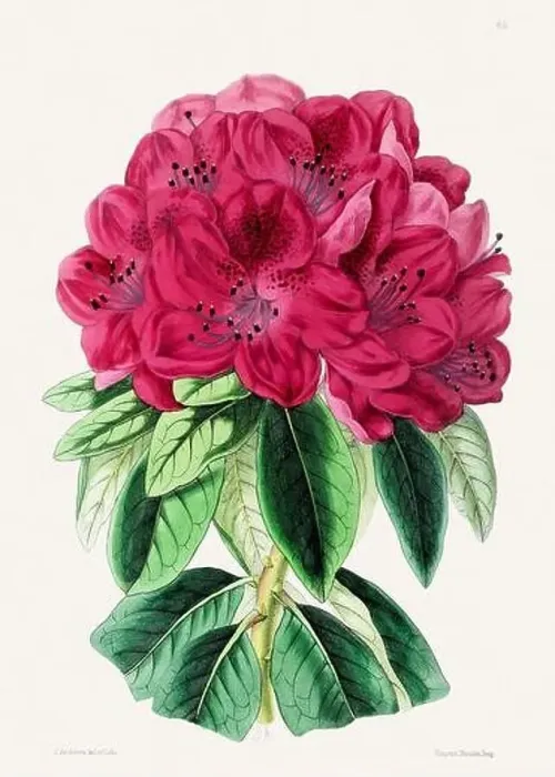 Framed Print : Vintage flower illustration Framed Print : Vintage flower illustration