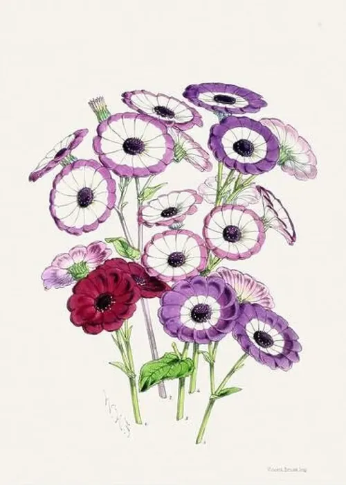 Framed Print : Vintage flower illustration Framed Print : Vintage flower illustration