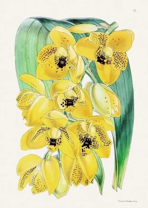 Framed Print : Vintage flower illustration Framed Print : Vintage flower illustration