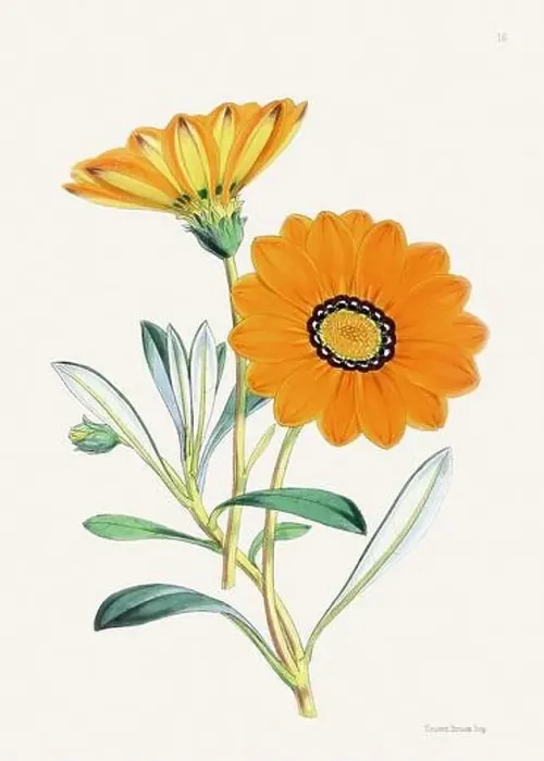 Framed Print : Vintage flower illustration Framed Print : Vintage flower illustration