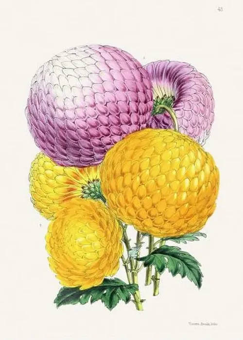 Framed Print : Vintage flower illustration Framed Print : Vintage flower illustration