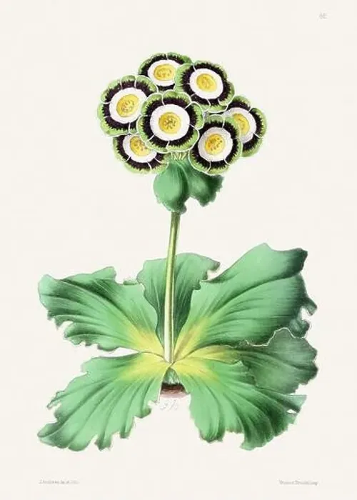 Framed Print : Vintage flower illustration Framed Print : Vintage flower illustration