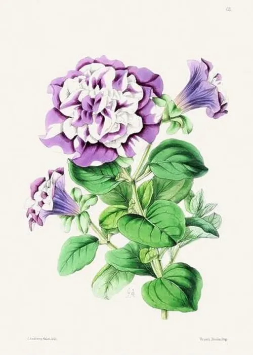 Framed Print : Vintage flower illustration Framed Print : Vintage flower illustration