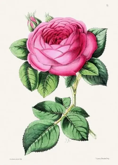 Framed Print : Vintage flower illustration Framed Print : Vintage flower illustration