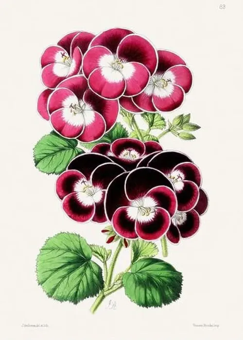 Framed Print : Vintage flower illustration Framed Print : Vintage flower illustration