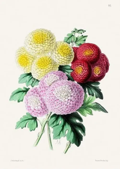 Framed Print : Vintage flower illustration Framed Print : Vintage flower illustration