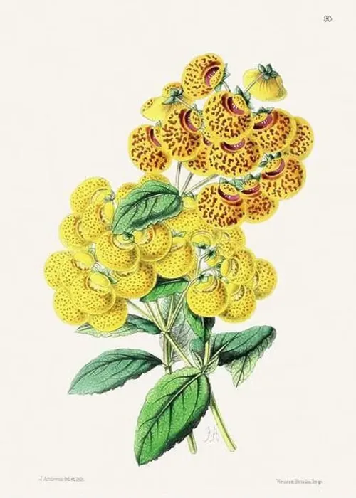 Framed Print : Vintage flower illustration Framed Print : Vintage flower illustration