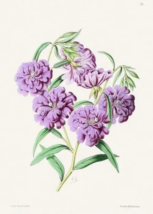 Framed Print : Vintage flower illustration Framed Print : Vintage flower illustration