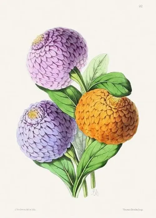 Framed Print : Vintage flower illustration Framed Print : Vintage flower illustration