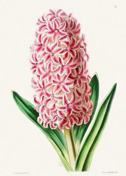 Framed Print : Vintage flower illustration Framed Print : Vintage flower illustration