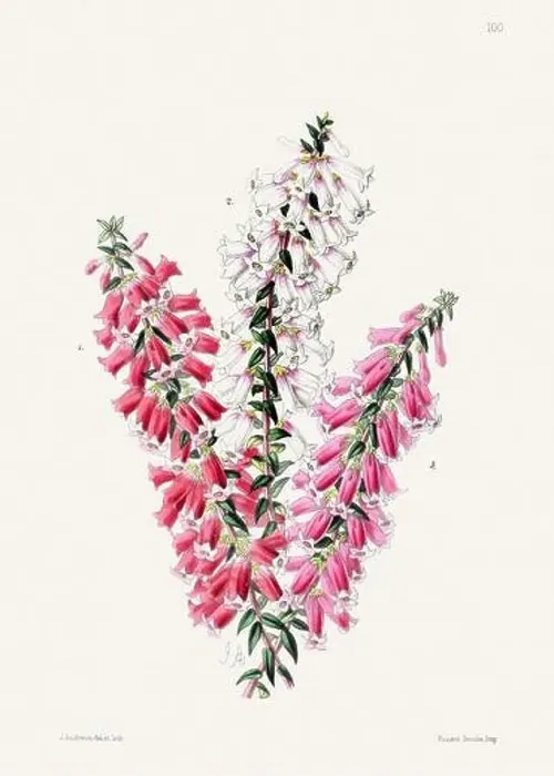 Framed Print : Vintage flower illustration Framed Print : Vintage flower illustration