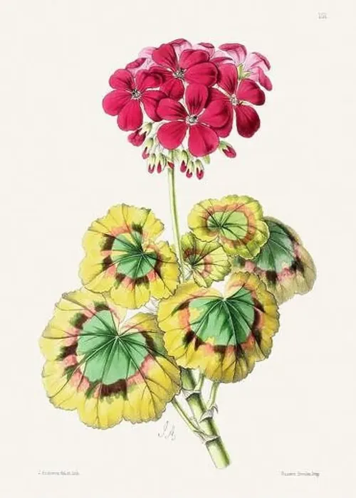 Framed Print : Vintage flower illustration Framed Print : Vintage flower illustration