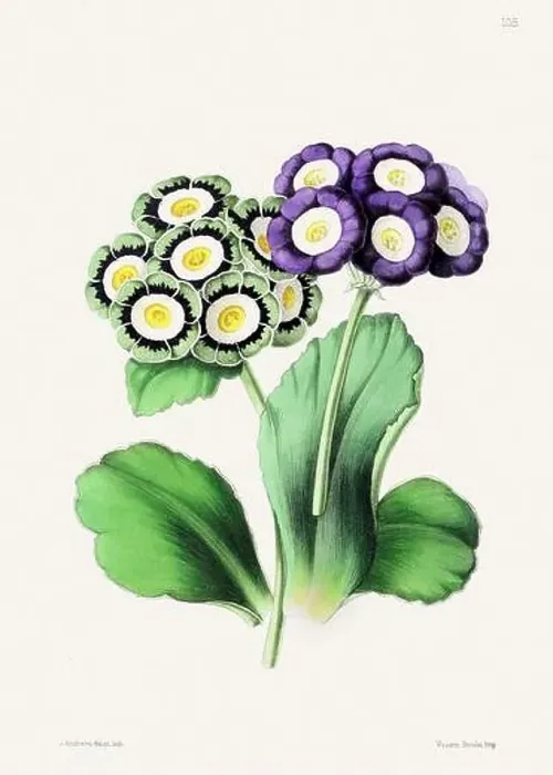Framed Print : Vintage flower illustration Framed Print : Vintage flower illustration