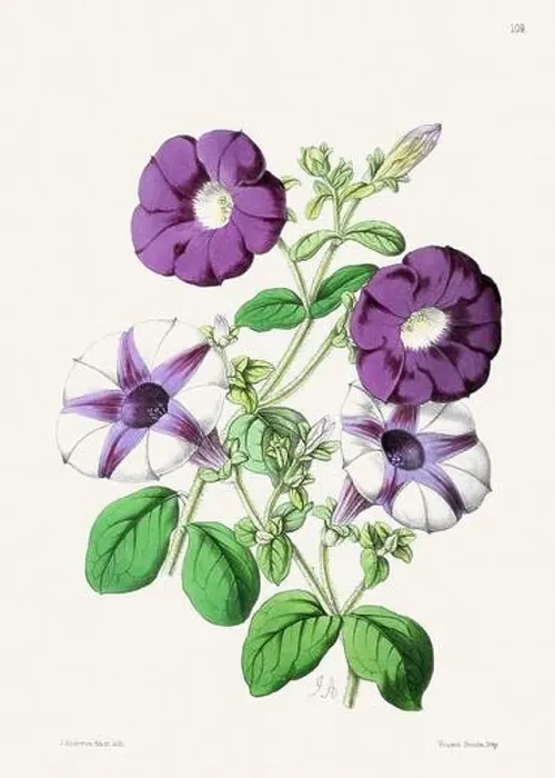 Framed Print : Vintage flower illustration
