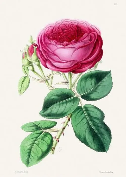 Framed Print : Vintage flower illustration Framed Print : Vintage flower illustration