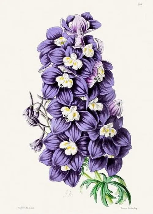 Framed Print : Vintage flower illustration Framed Print : Vintage flower illustration