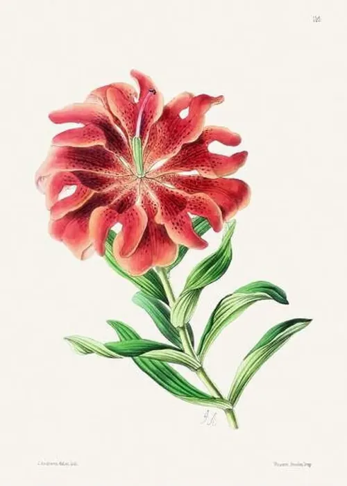 Framed Print : Vintage flower illustration Framed Print : Vintage flower illustration