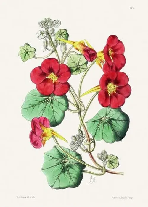 Framed Print : Vintage flower illustration Framed Print : Vintage flower illustration