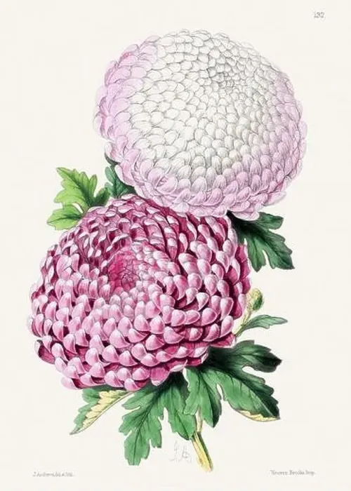 Framed Print : Vintage flower illustration Framed Print : Vintage flower illustration