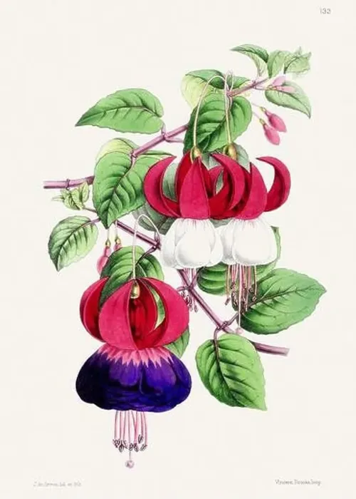 Framed Print : Vintage flower illustration Framed Print : Vintage flower illustration