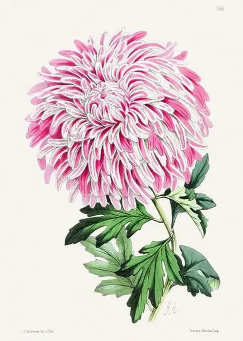 Framed Print : Vintage flower illustration Framed Print : Vintage flower illustration