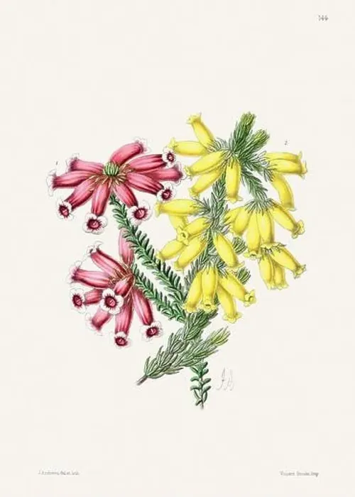 Framed Print : Vintage flower illustration Framed Print : Vintage flower illustration