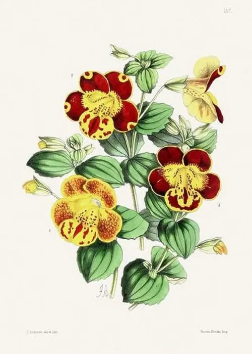 Framed Print : Vintage flower illustration
