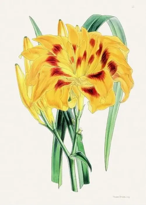 Framed Print : Vintage flower illustration Framed Print : Vintage flower illustration