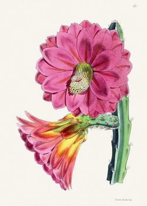 Framed Print : Vintage flower illustration Framed Print : Vintage flower illustration