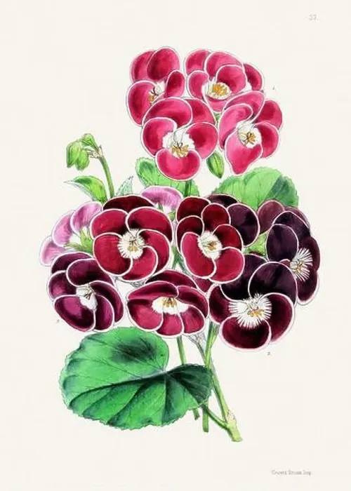 Framed Print : Vintage flower illustration