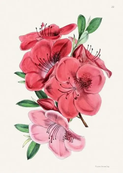 Framed Print : Vintage flower illustration