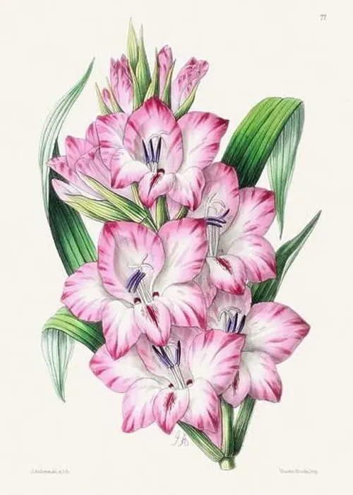 Framed Print : Vintage flower illustration Framed Print : Vintage flower illustration