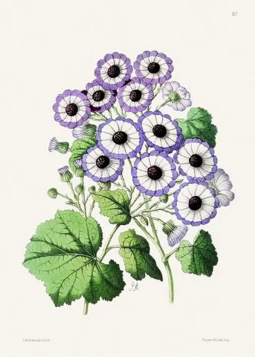 Framed Print : Vintage flower illustration