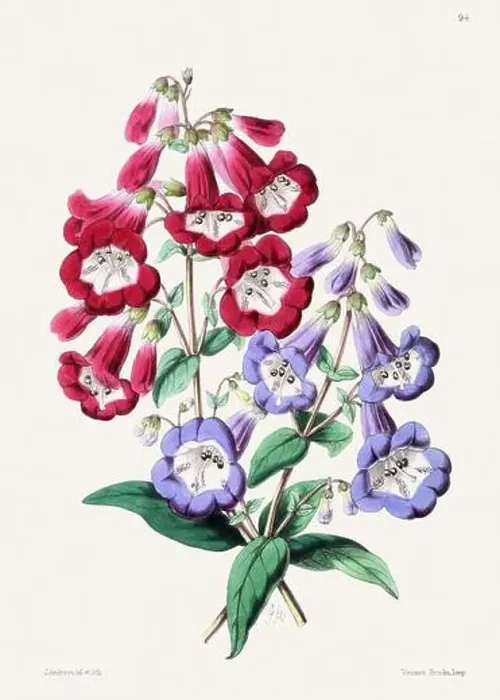 Framed Print : Vintage flower illustration Framed Print : Vintage flower illustration