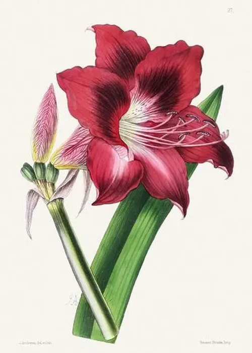 Framed Print : Vintage flower illustration Framed Print : Vintage flower illustration
