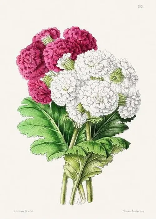 Framed Print : Vintage flower illustration