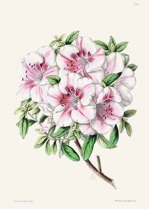 Framed Print : Vintage flower illustration Framed Print : Vintage flower illustration