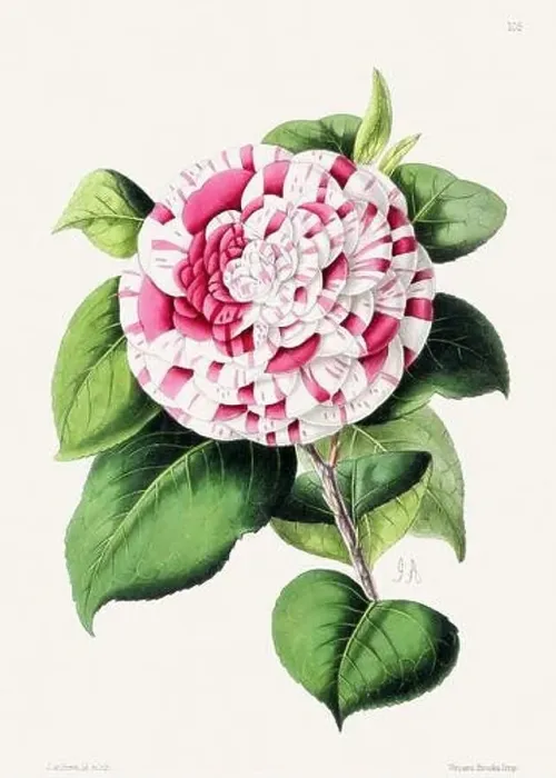 Framed Print : Vintage flower illustration
