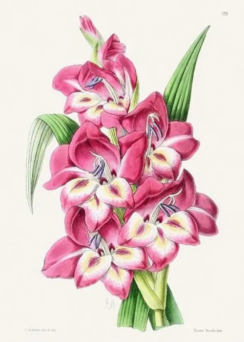 Framed Print : Vintage flower illustration Framed Print : Vintage flower illustration