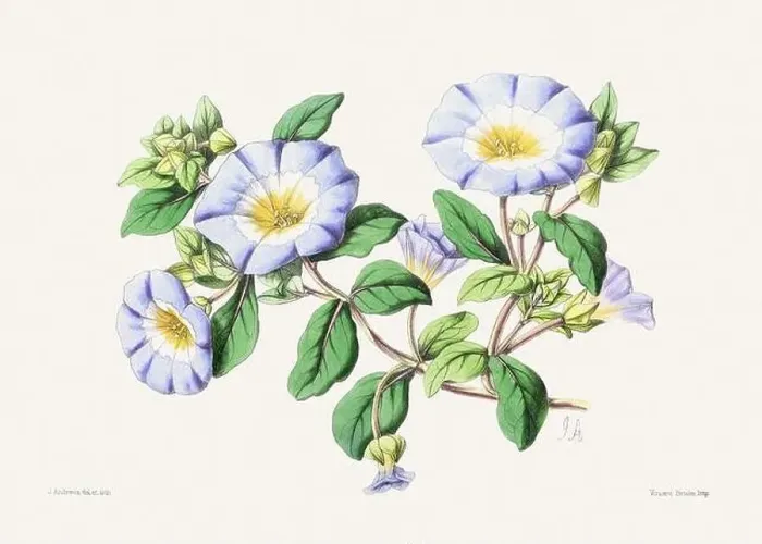 Framed Print : Vintage flower illustration Framed Print : Vintage flower illustration