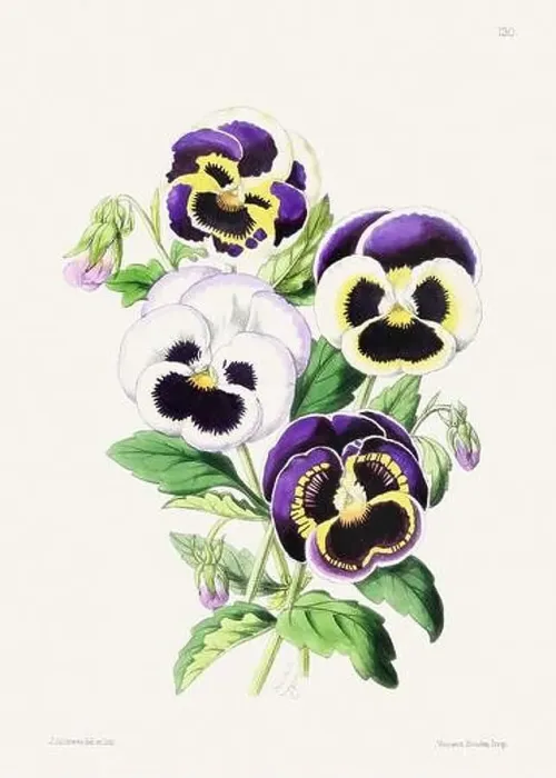 Framed Print : Vintage flower illustration Framed Print : Vintage flower illustration
